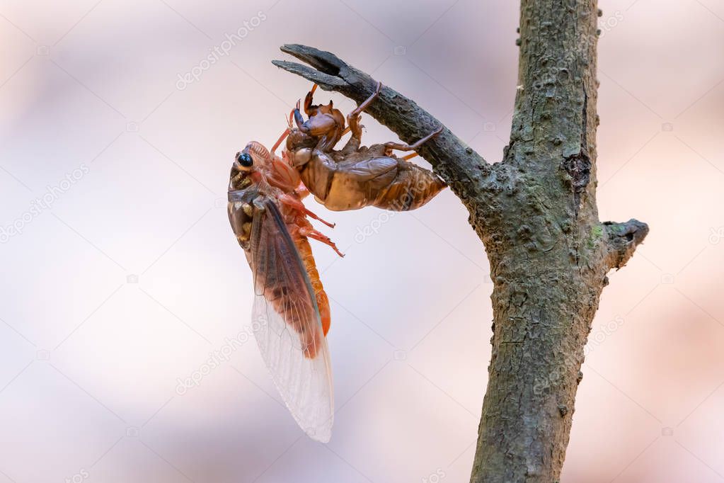 Cicada sloughing off  its gold shell with blurred background