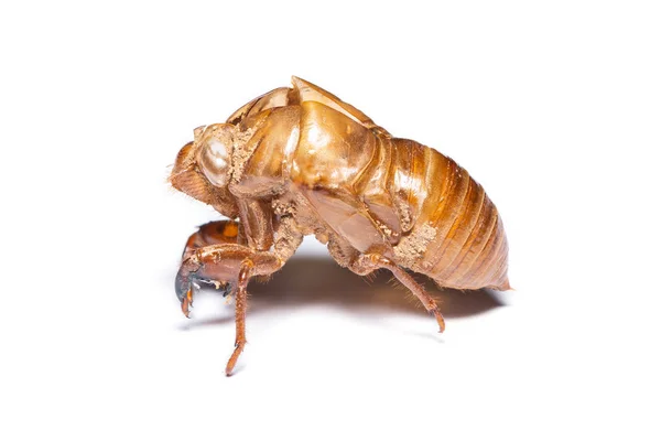 Close-up photo of empty cicada shell isolated on white backgroun — Stock Photo, Image
