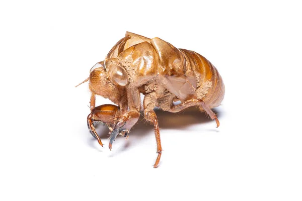 Close-up photo of empty cicada shell isolated on white backgroun — Stock Photo, Image