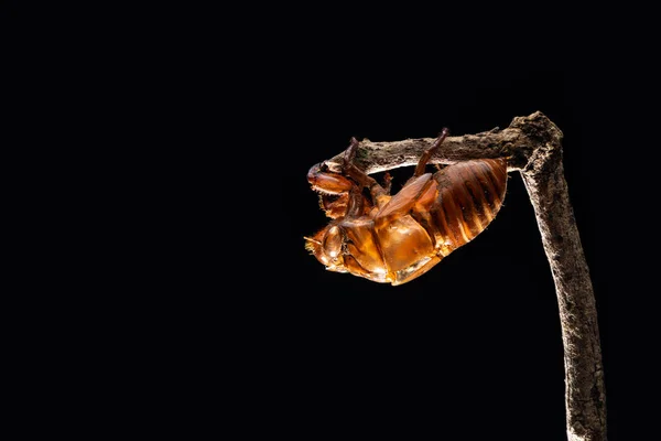 Lege cicade shell geïsoleerd zitstokken op een zitstok met zwarte backg — Stockfoto