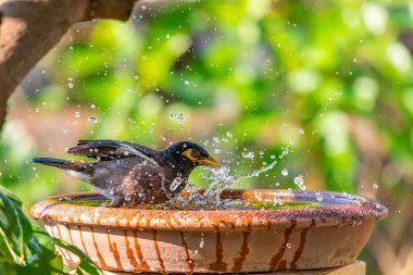 Bir kase su sıçramasına ou su ile banyo bir ortak myna
