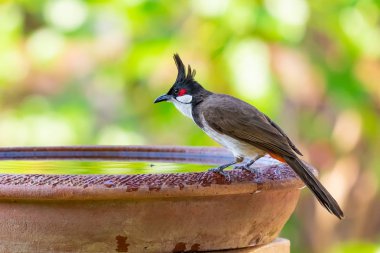 Su bulanık g ile bir kase üzerinde tıraşlama kırmızı bıyıklı bir bulbul