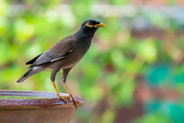 Myna ทั่วไปประคองบนชามของน้ําที่มีสีเขียวเบลอกลับ — ภาพถ่ายสต็อก