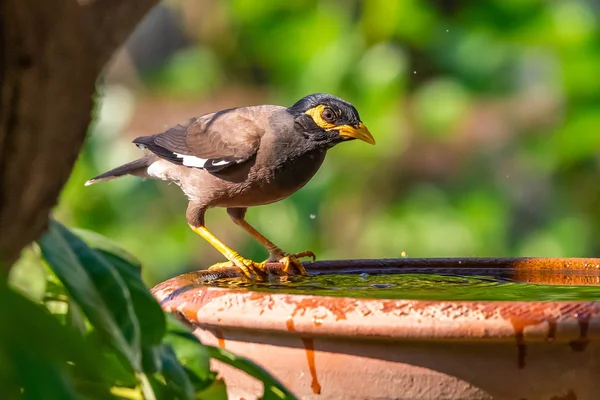 Eine gemeine myna hockt auf einer Schüssel mit Wasser mit verschwommenem grünen Rücken — Stockfoto