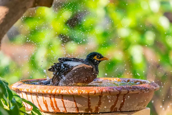 Egy közös myna fürdés egy tál vizet, a víz, fröccsenő ou — Stock Fotó
