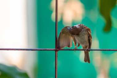 Bir çit tıraşlama süre onun kanat preening bir serçe