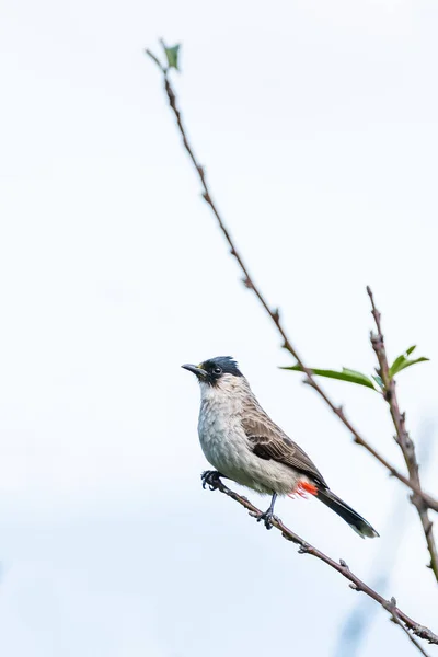 Sooty-headed Bulbul perching on a perch of peach tree — Stock Photo, Image