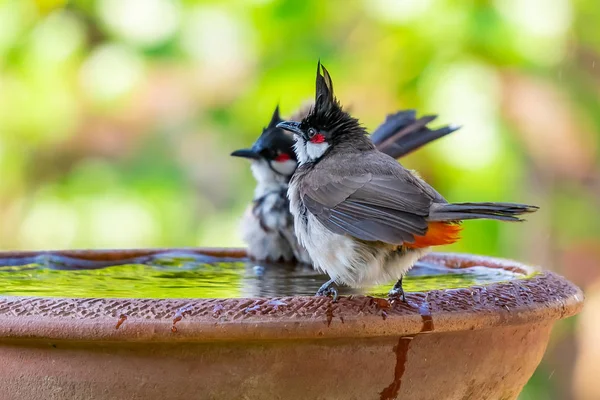 Um par de bulbul vermelho-whiskered poleiro em uma tigela de água com — Fotografia de Stock