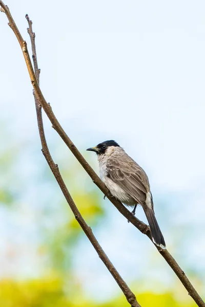 Sooty-headed Bulbul perching on a perch of peach tree — Stock Photo, Image