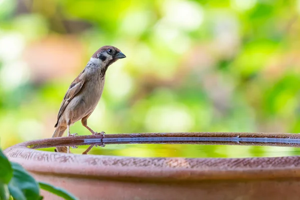 Un moineau levant la tête avant de boire de l'eau d'un bol — Photo