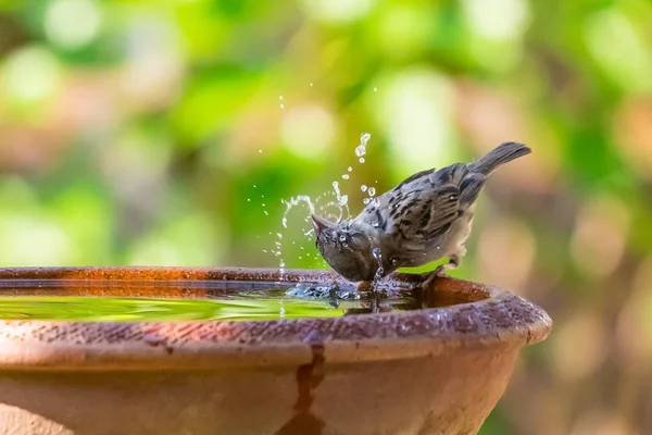 Un gorrión bebiendo, lavando y girando su cabeza en un tazón de agua — Foto de Stock