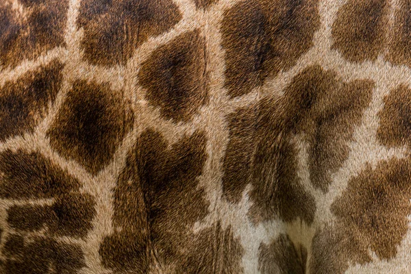 Vera Giraffa Immagine Texture Pelle Sfondo Carta Parati — Foto Stock