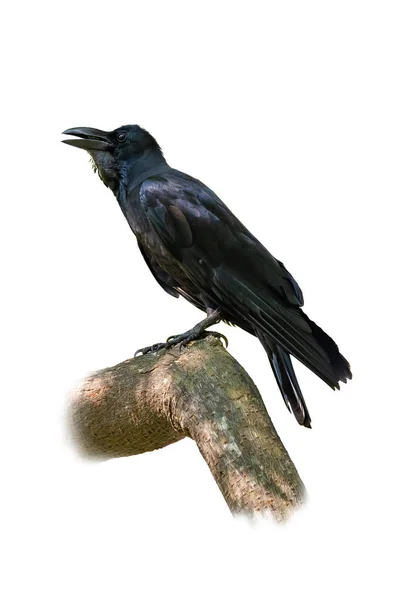 Large-billed Crow perching on a perch isolated on white backgrou — Stock Photo, Image