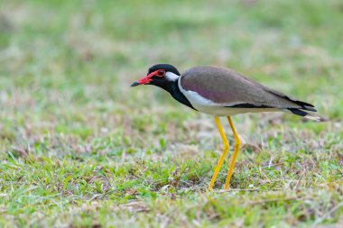 Kırmızı-wattled lapwing çim üzerinde duran izole 