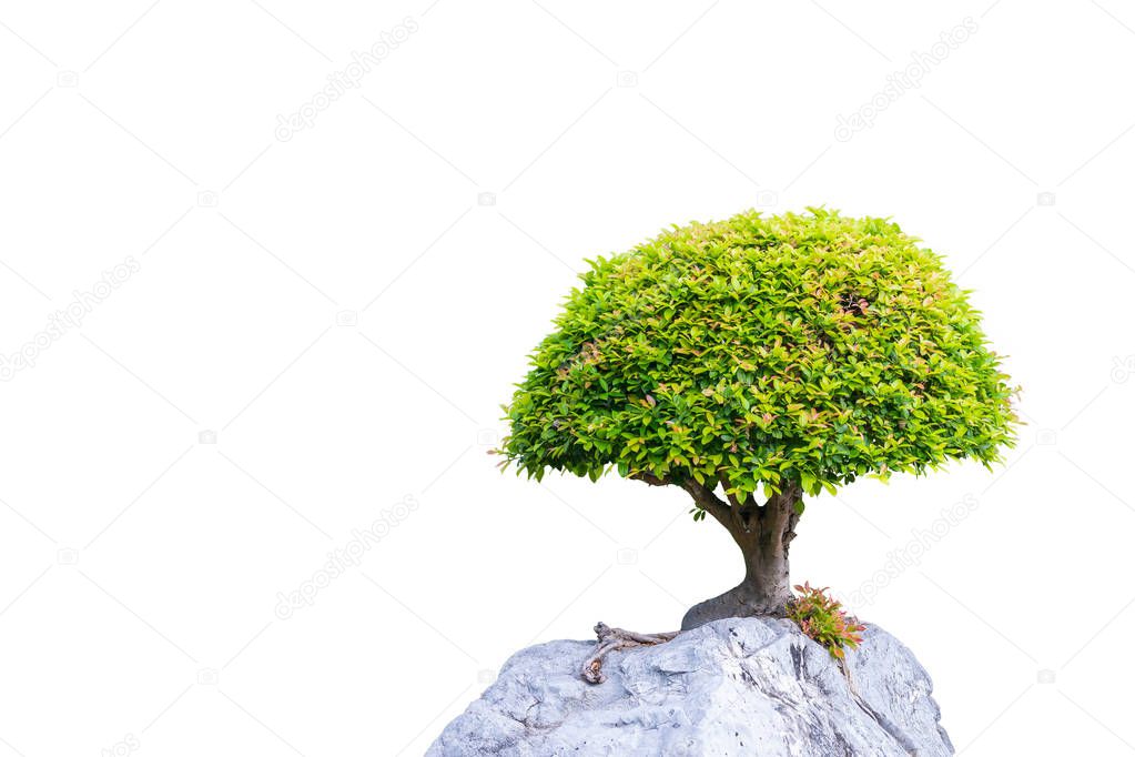 Bonsai banyan tree growing on the white rock