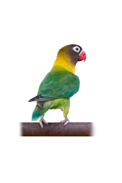 Pájaro del amor de cuello amarillo o Pájaro del amor enmascarado posado en la barra —  Fotos de Stock