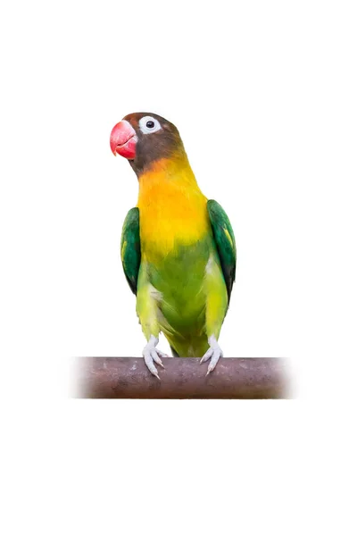 Lovebird se žlutým límcem nebo maskovaný pták sedící na baru — Stock fotografie