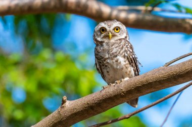 Benekli Owlet kameraya bakarak ağaç tüneme 