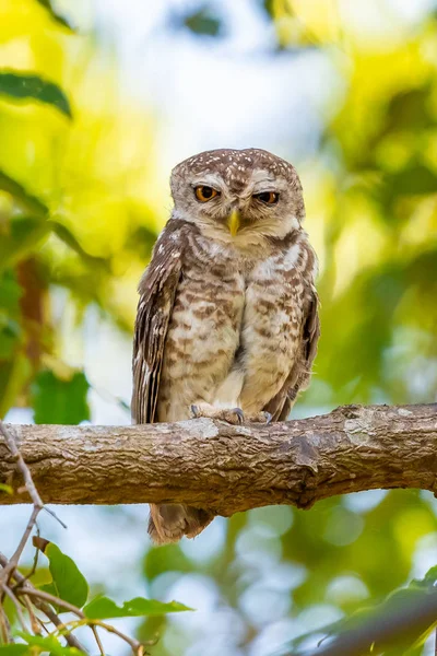 Búho manchado posado en el árbol mirando a la cámara — Foto de Stock