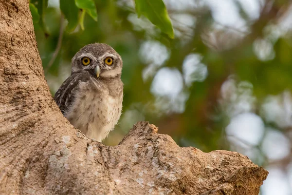 Gevlekte owlet neerstrijken op boom kijken naar camera — Stockfoto