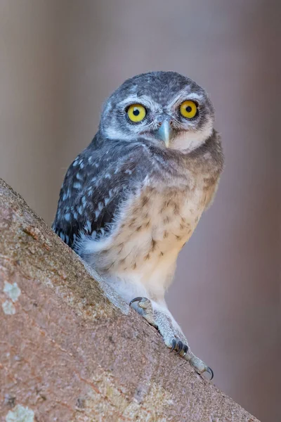 Spotted Owlet chick sittande på träd tittar på kameran med — Stockfoto