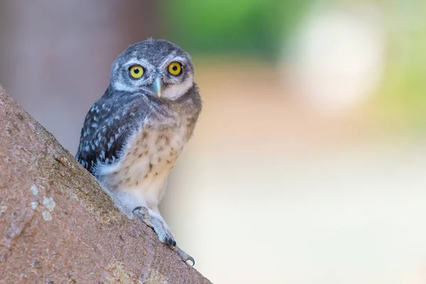 Manchado Owlet polluelo posando en árbol mirando a la cámara con —  Fotos de Stock