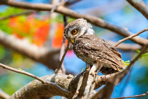 Gefleckte Eule hockt auf Baum und blickt in die Ferne — Stockfoto