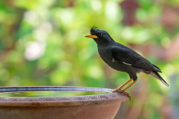 Fehérre szellőztetett Myna ültetett agyag tál víz — Stock Fotó