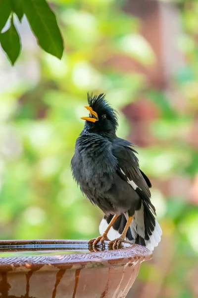 Myna de ventilación blanca posándose en un tazón de arcilla con agua y hinchándose — Foto de Stock