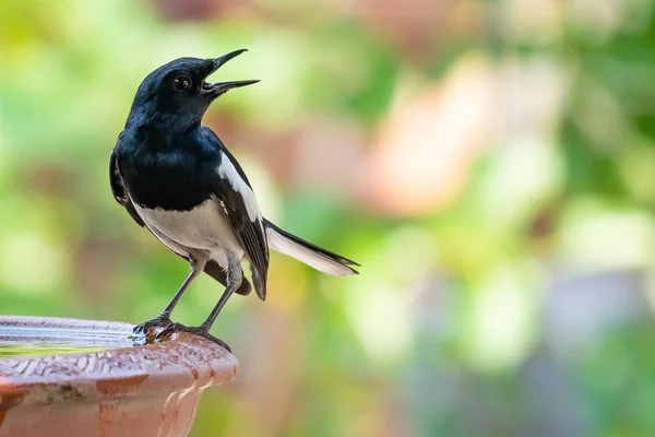 Mâle oriental pie Robin perché sur argile bol d'eau — Photo