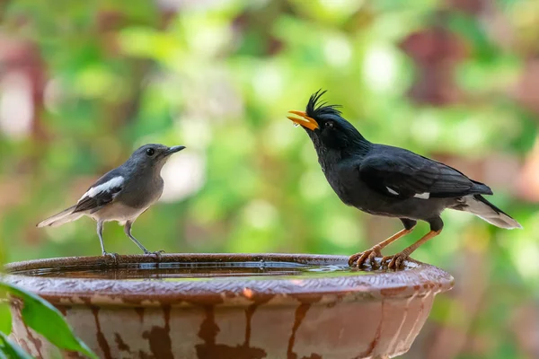 Férfi Oriental magpie Robin nézett fehér szellő Myna drinkg w — Stock Fotó