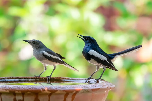 Mâle et femelle oriental pie Robin perché sur argile bol de w — Photo