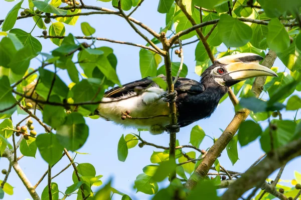 Masculino oriental pied hornbill poleiro no bo árvore poleiro — Fotografia de Stock