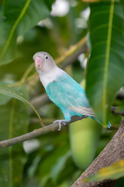 Maschera blu Lovebird appollaiato sul trespolo dell'albero di mango — Foto Stock