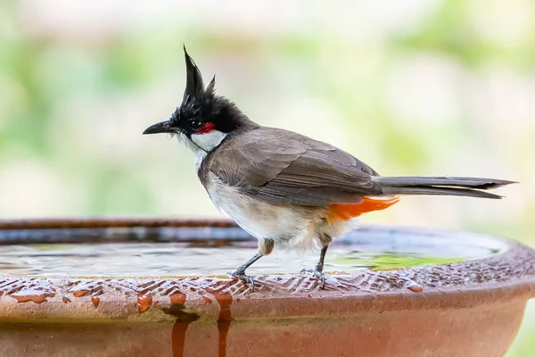 Bulbul moustachu rouge perché sur un bol d'eau en argile — Photo