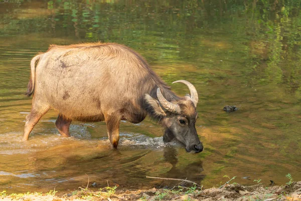 Thai Water Buffalo descansando en un arroyo durante el verano — Foto de Stock