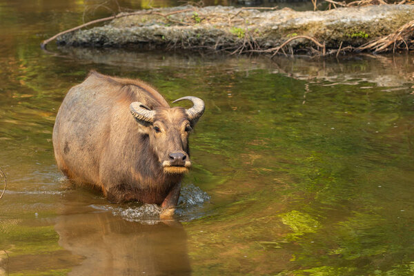 Thai Water Buffalo resting in a brook during summer