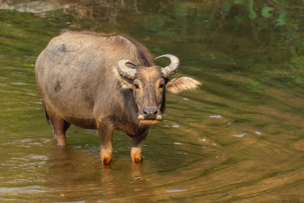 Tay Su Buffalo yaz aylarında bir dere de istirahat