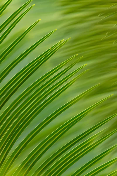 Hermosa textura de primer plano Cycad hojas utilizando para el fondo —  Fotos de Stock