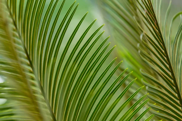 Hermosa textura de primer plano Cycad hojas utilizando para el fondo —  Fotos de Stock