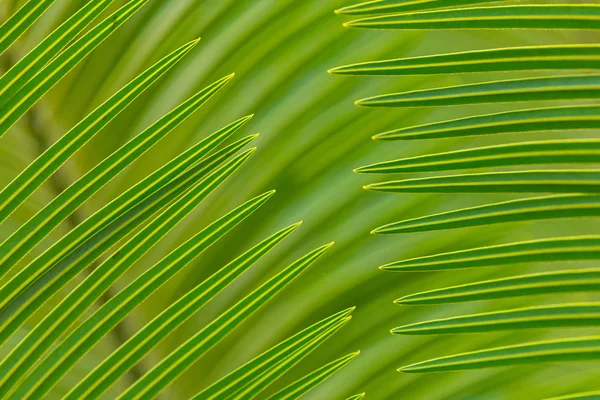 Hermosa textura de primer plano Cycad hojas utilizando para el fondo —  Fotos de Stock