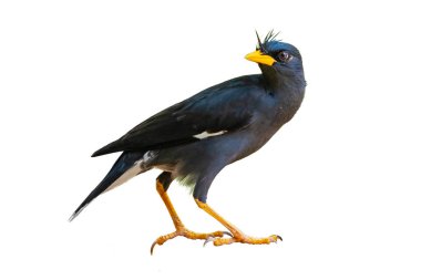 Beyaz menzilli Myna beyaz arka planda izole edildi