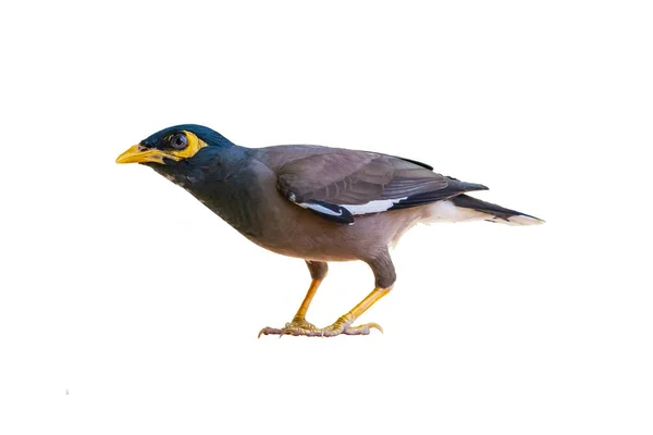 Myna commune isolée sur fond blanc — Photo