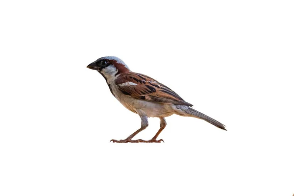 Sparrow mužské (rod) izolovaný na bílém pozadí — Stock fotografie