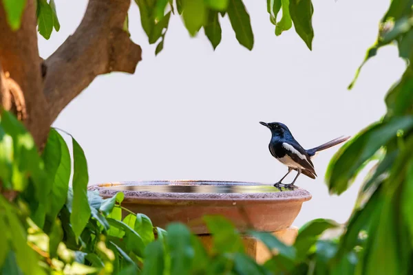 Male Oriental Magpie Robin isolated on white background