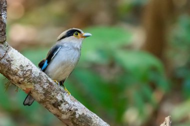 Gümüş göğüslü Broadbill bir ormanda levrek tüneme