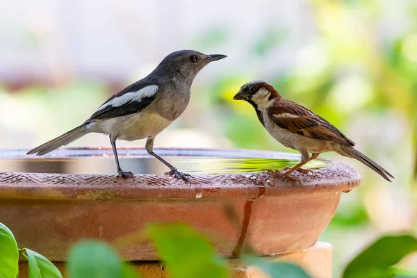 Feminino Oriental Magpie Robin e Casa Sparrow poleiro em tigela de argila cheia de água — Fotografia de Stock