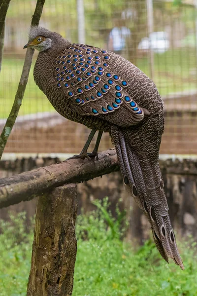 회색 공작-pheasant 에 농어 에 큰 케이지 — 스톡 사진