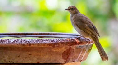 Bulanık yeşil çalı arka plan ile su kil kase tüneyen Çizgi kulaklı Bülbül