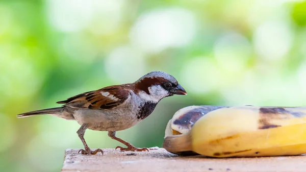 Haussperling ernährt sich von Banane isoliert auf verschwommenem grünen Buschhintergrund — Stockfoto